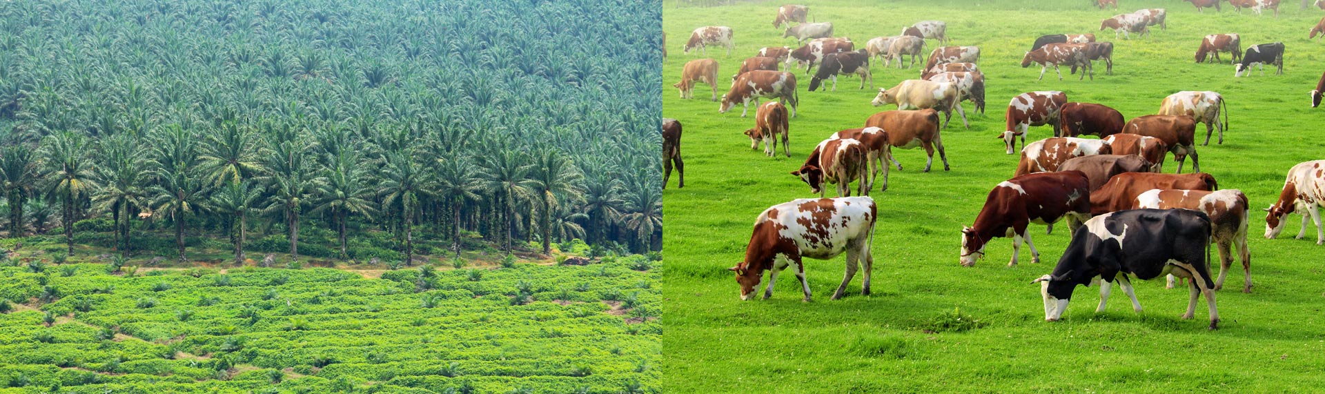 Natural Waxes & Esters Products Rheogistics, a manufacturer of PVC